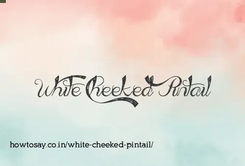 White Cheeked Pintail