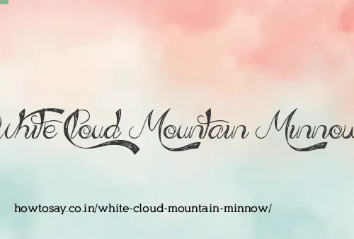 White Cloud Mountain Minnow