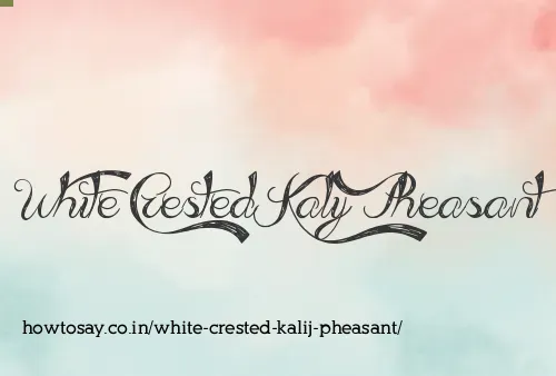 White Crested Kalij Pheasant