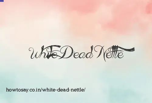 White Dead Nettle
