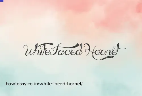 White Faced Hornet