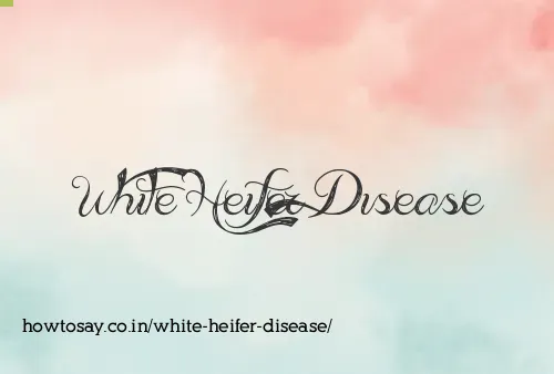 White Heifer Disease