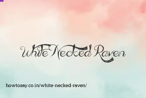 White Necked Raven