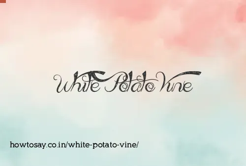 White Potato Vine