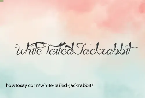 White Tailed Jackrabbit