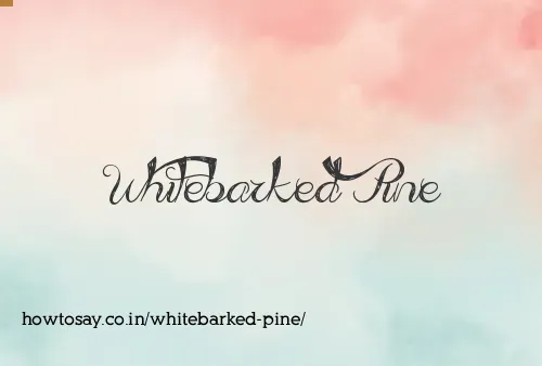 Whitebarked Pine