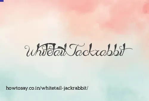 Whitetail Jackrabbit