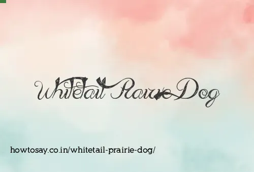 Whitetail Prairie Dog