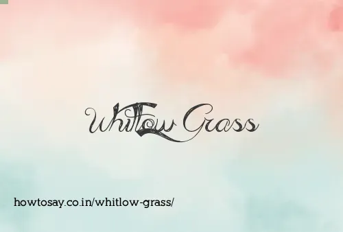 Whitlow Grass