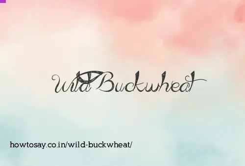 Wild Buckwheat