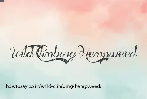 Wild Climbing Hempweed