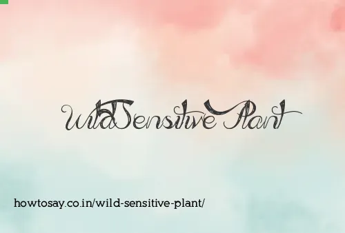 Wild Sensitive Plant