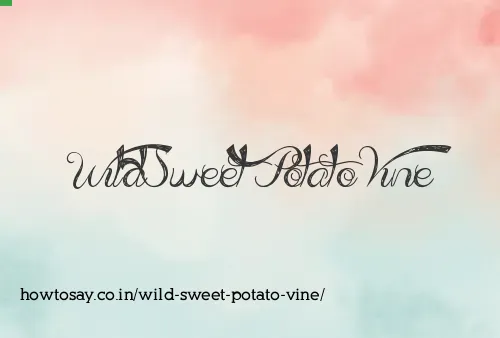 Wild Sweet Potato Vine