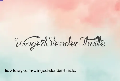 Winged Slender Thistle