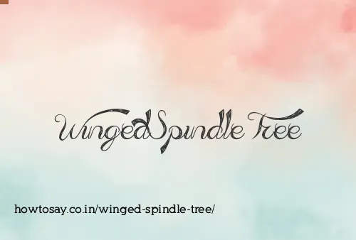 Winged Spindle Tree
