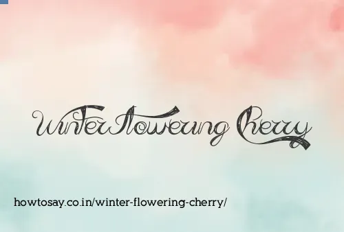 Winter Flowering Cherry