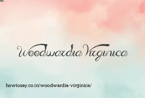 Woodwardia Virginica
