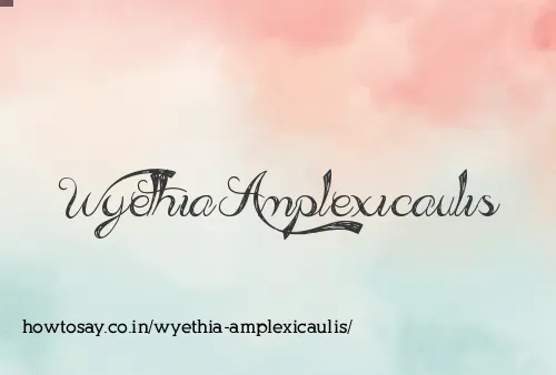 Wyethia Amplexicaulis