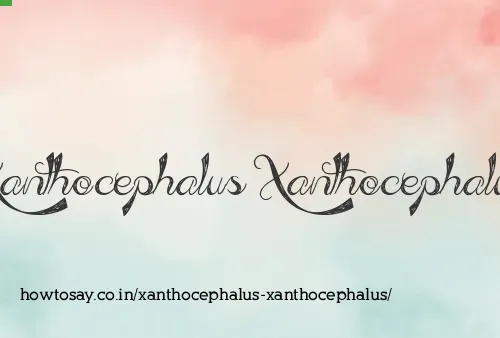Xanthocephalus Xanthocephalus