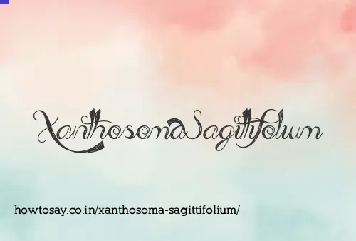 Xanthosoma Sagittifolium