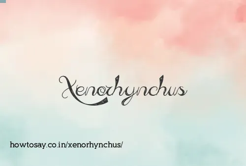 Xenorhynchus