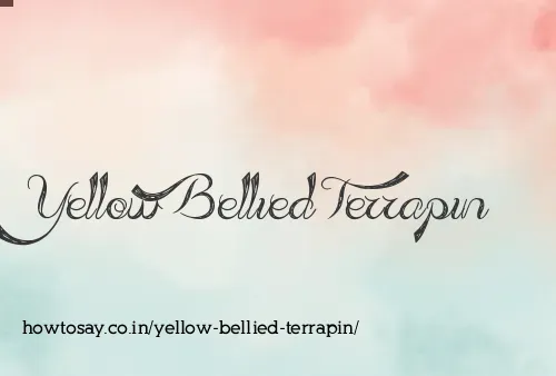 Yellow Bellied Terrapin