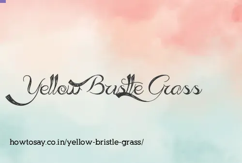 Yellow Bristle Grass