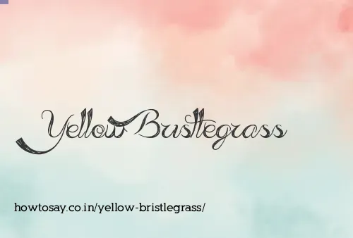 Yellow Bristlegrass