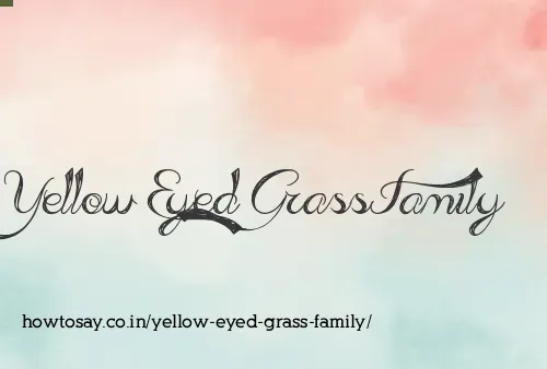 Yellow Eyed Grass Family