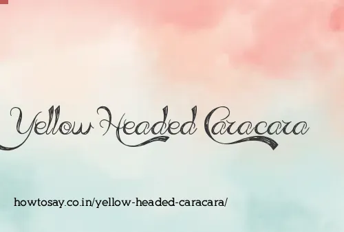 Yellow Headed Caracara