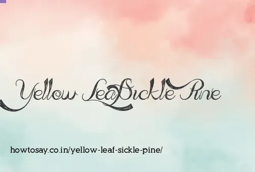 Yellow Leaf Sickle Pine