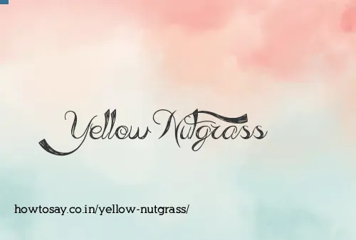 Yellow Nutgrass