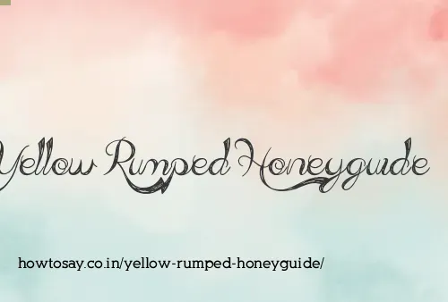 Yellow Rumped Honeyguide