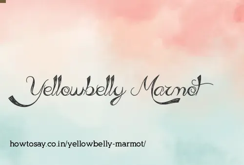 Yellowbelly Marmot