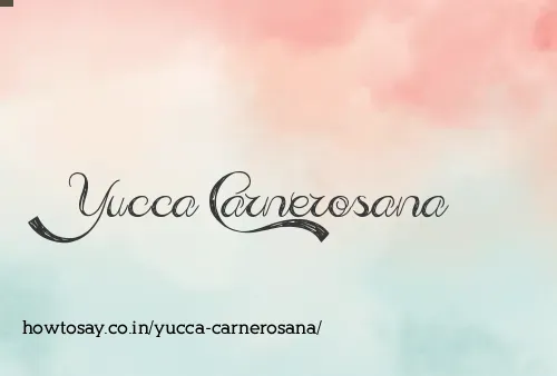Yucca Carnerosana