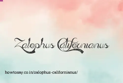 Zalophus Californianus