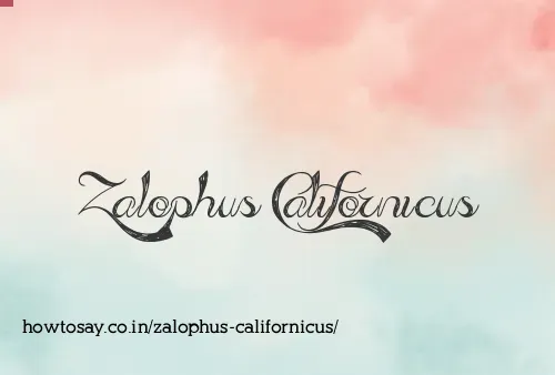 Zalophus Californicus