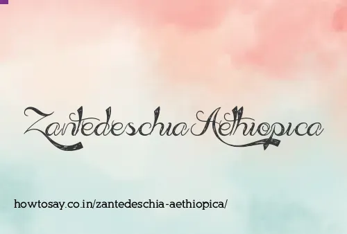 Zantedeschia Aethiopica