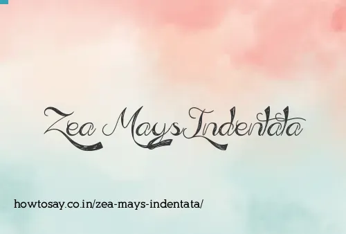 Zea Mays Indentata
