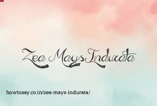 Zea Mays Indurata