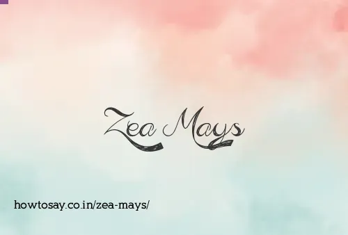 Zea Mays