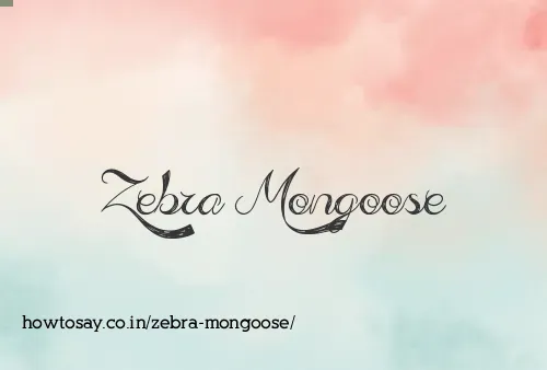 Zebra Mongoose