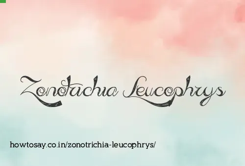 Zonotrichia Leucophrys